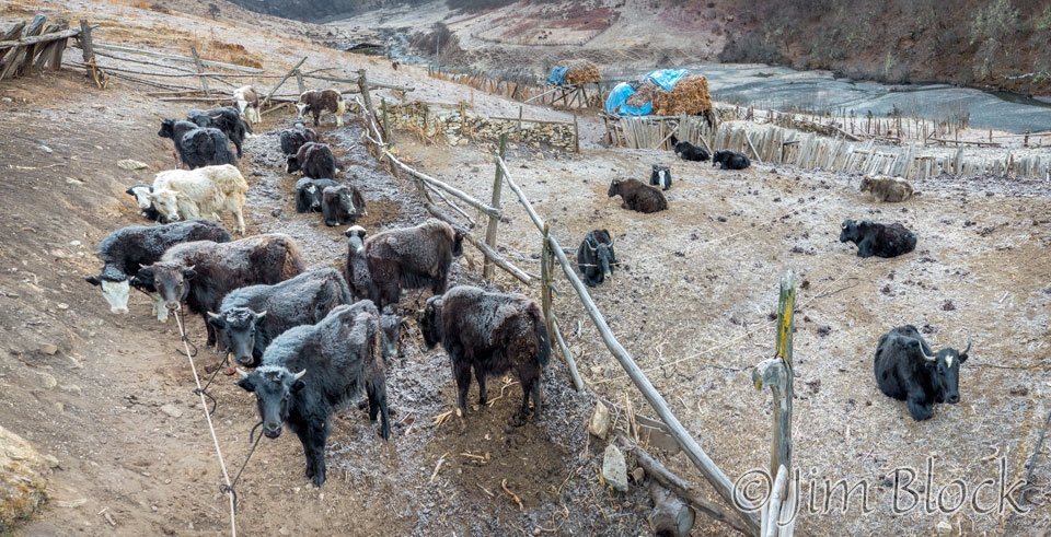 BHU-10083--Yaks-waiting-to-be-Milked----Pan-(5)