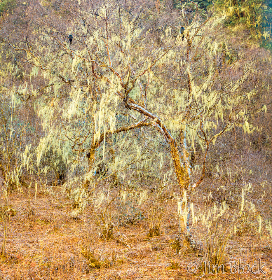 BHU-10196--Moss-and-Ravens---Pan-(3)