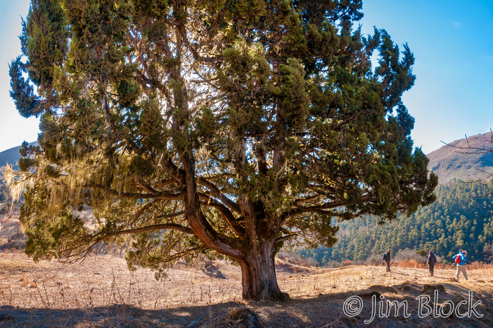 BHU-10206--Large-Tree-after-Soi-Yaksa----Pan-(4)