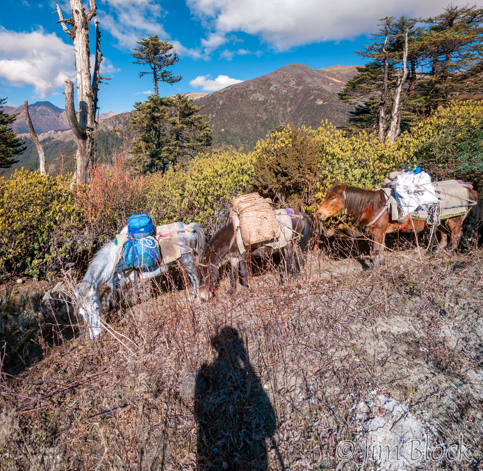 BHU-10604--Horses-and-Shadow---Pan-(2)
