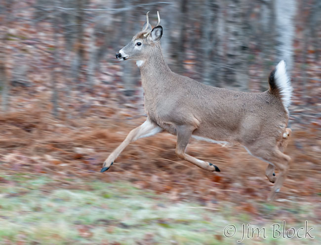EG668--Running-Young-Buck