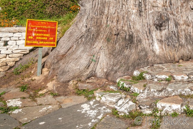 BHU-6022-falling-branches