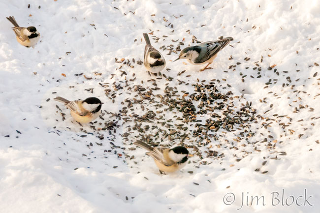 EG831G,H,K,T--Feeding-on-the-Ground