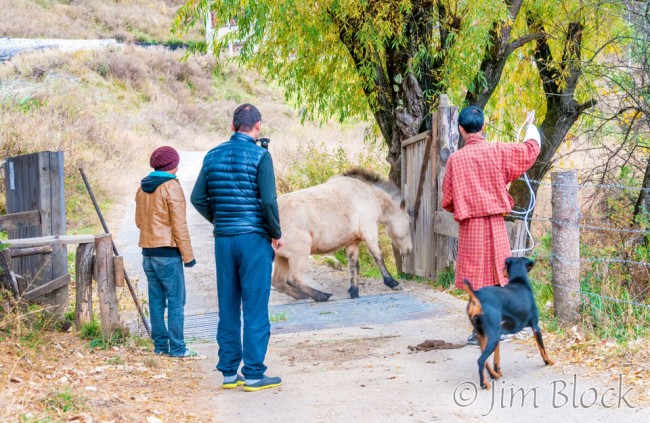 BHU-3162--stuck-horse-escapes