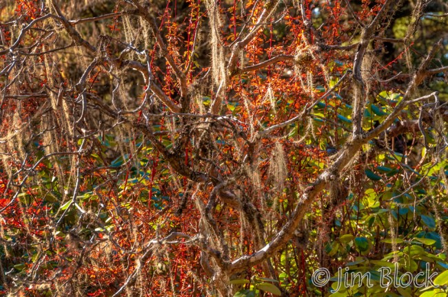 BHU-4022--Beard-and-Berberis-Jungle