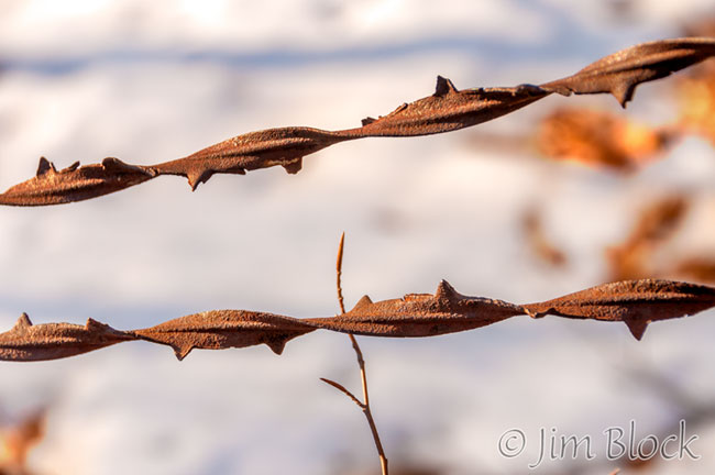 Allis Buckthorn Ribbon (circa 1881)