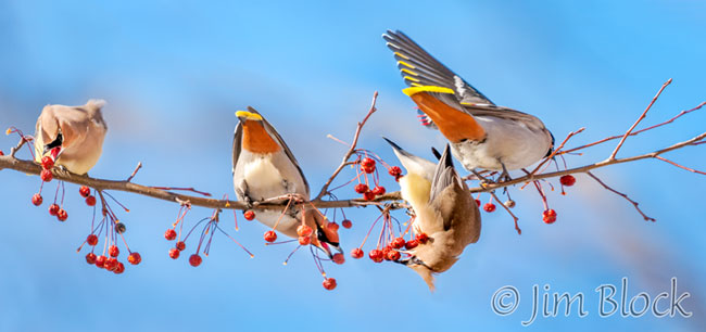 EH002B,C,E--Branch-with-Cedar-and-Bohemian-Waxwings