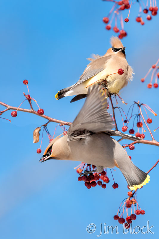 EH004A,I--Cedar-and-Bohemian-Waxing---crop