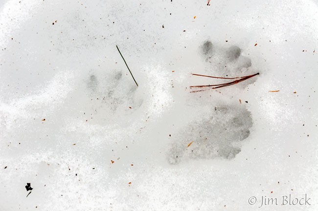 Racoon Tracks