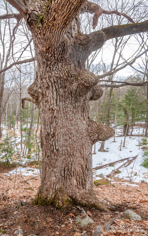 EH057N,O--Huge-White-Oak---Pan-(2)