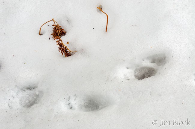 Porcupine Tracks