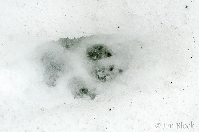 Coyote Track