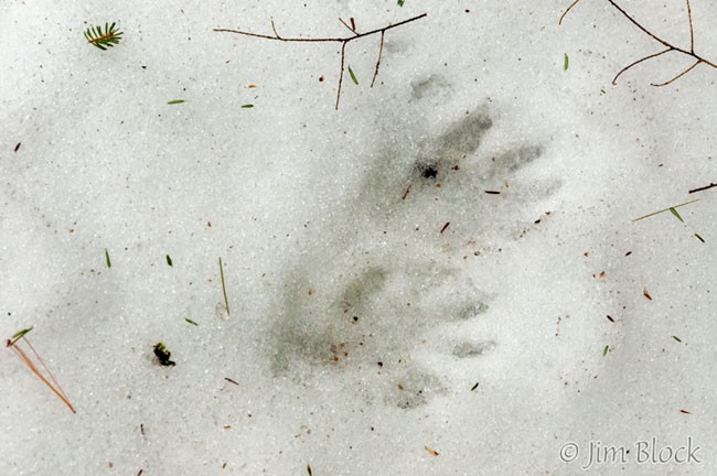 Fisher Tracks