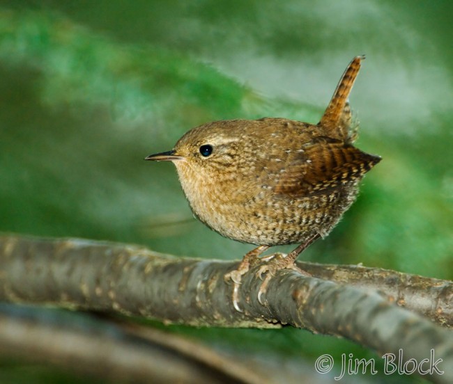 AF138-Winter-Wren