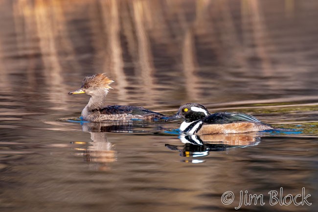 EH441--Hooded-Merganser-Pair-crop