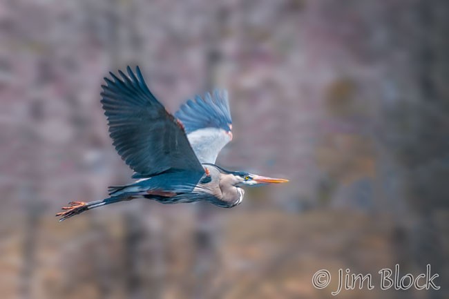 EH460I--Great-Blue-Heron