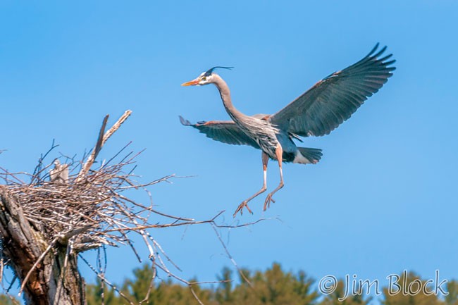 EH462D--Great-Blue-Heron