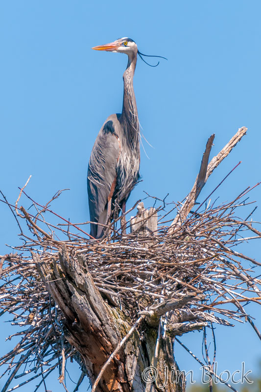 EH464G--Great-Blue-Heron
