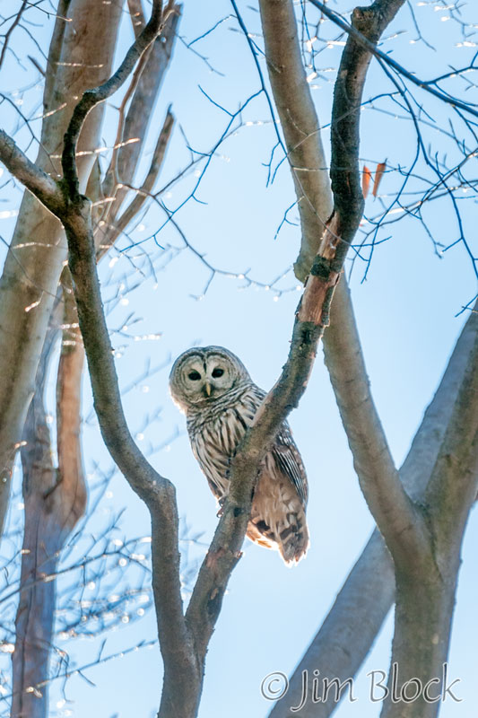 EH499F--Barred-Owl