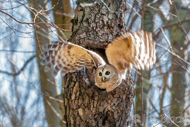 EH500--Barred-Owl-Flying