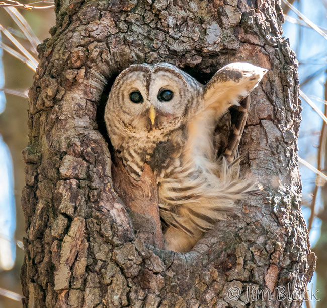 EH500D--Barred-Owl-crop