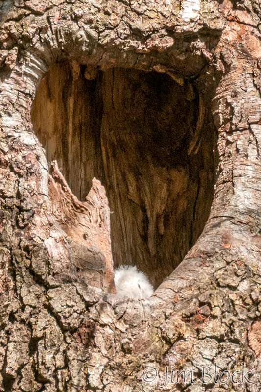 EH503B--Barred-Owl-chick