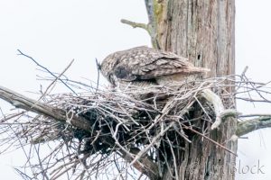 EH522L--Great-Horned-Owl-feeding-chick
