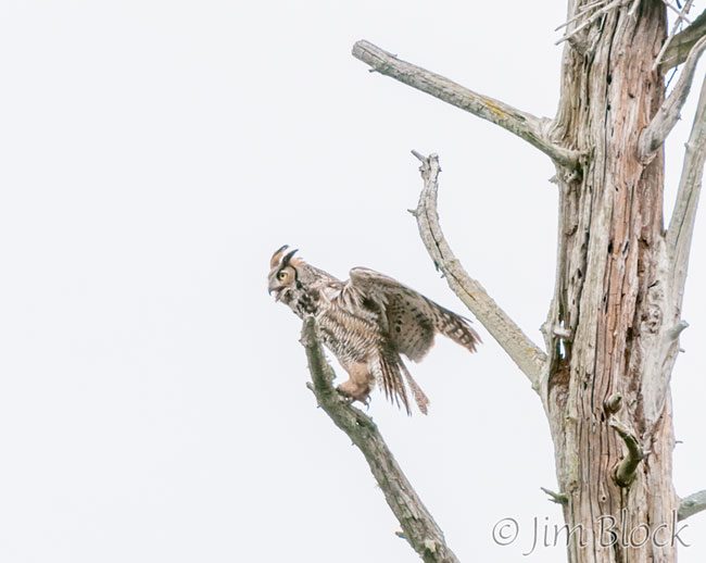 EH525F--Great-Horned-Owl-crop