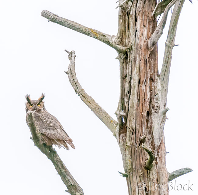 EH525I--Great-Horned-Owl