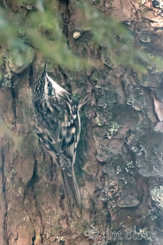 EH555E--Brown-Creeper