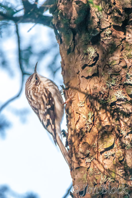 EH555G--Brown-Creeper