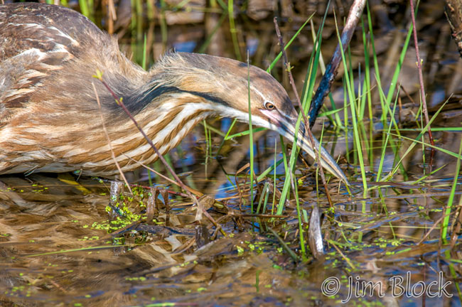 CL131L-American-Bittern-at-Post-Pond