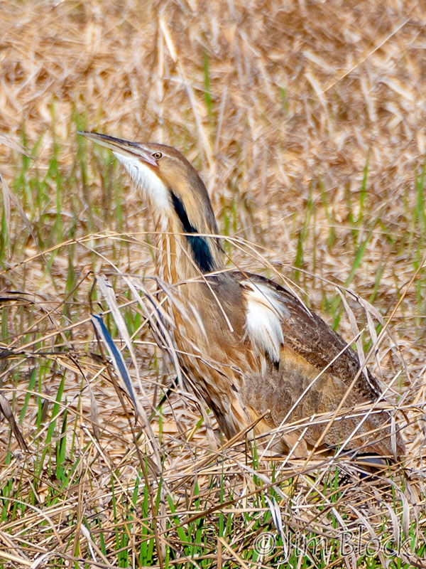 CL321D-American-Bittern,-Post-Pond,-Lyme