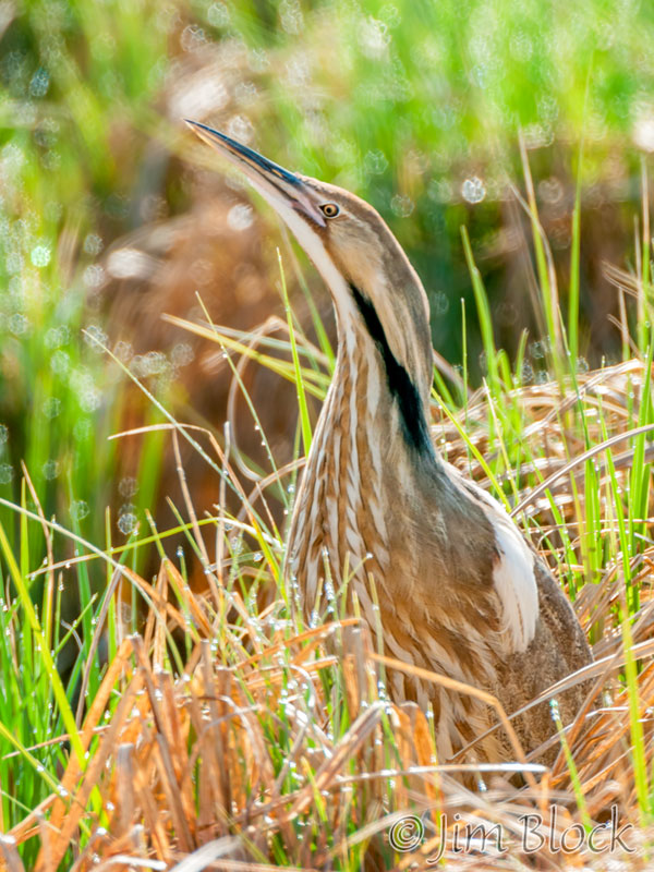 CL323H-American-Bittern,-Post-Pond,-Lyme