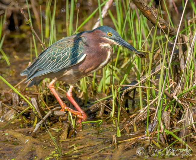 CL329P-Green-Heron,-Post-Pond,-Lyme