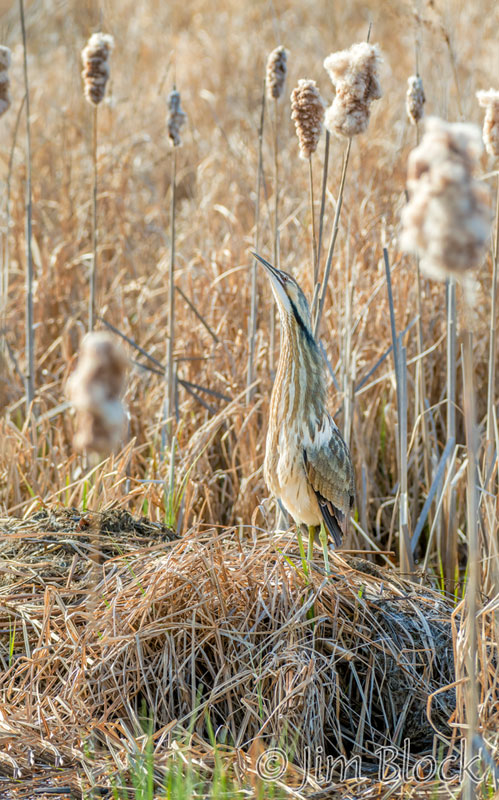 EH577--American-Bittern