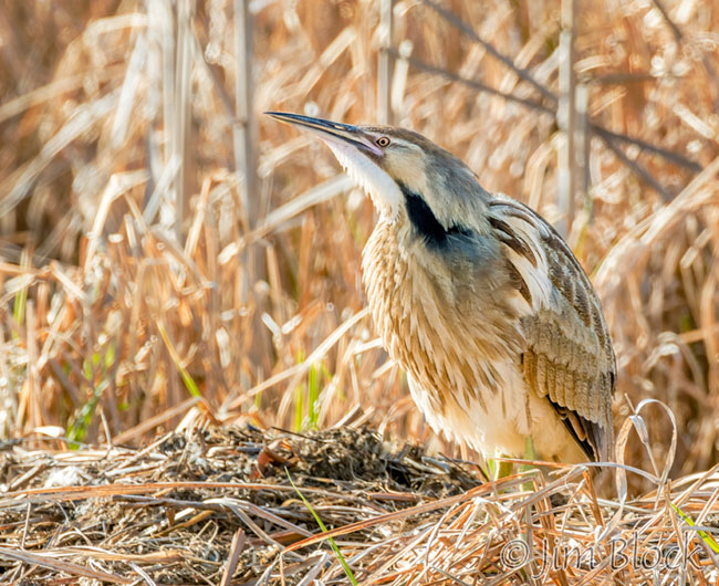 EH580I--American-Bittern