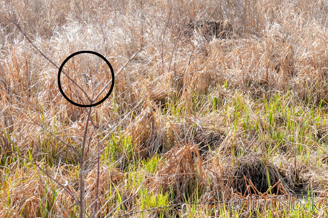 EH589G--American-Bittern-with-circle-crop