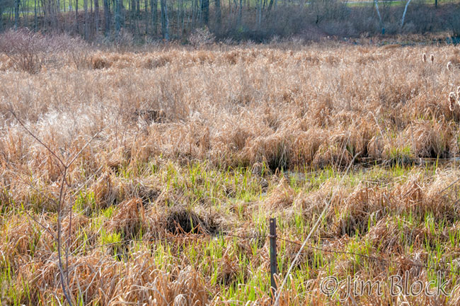 EH589G--American-Bittern