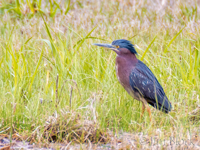EH595L--Green-Heron