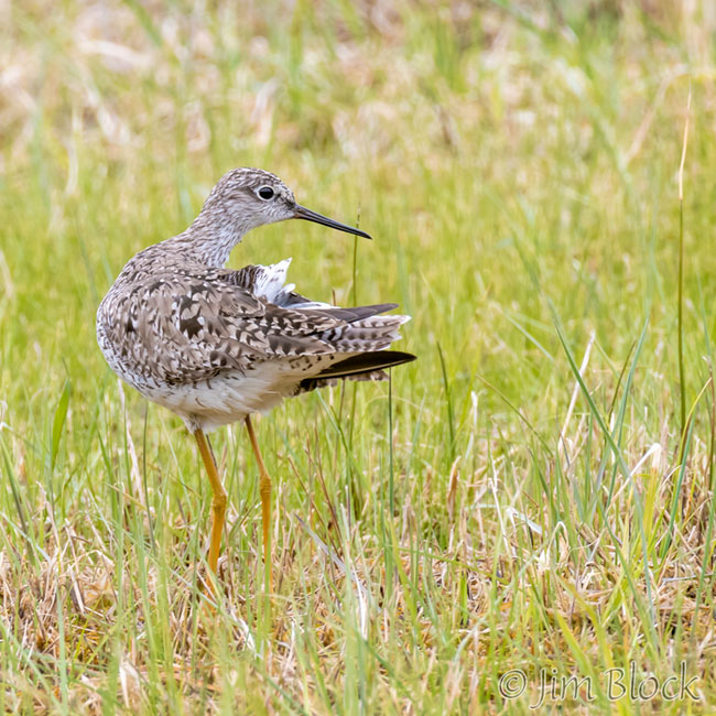 EH598O--Lesser-Yellowlegs