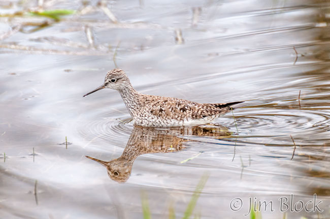 EH613I--Lesser-Yellowlegs