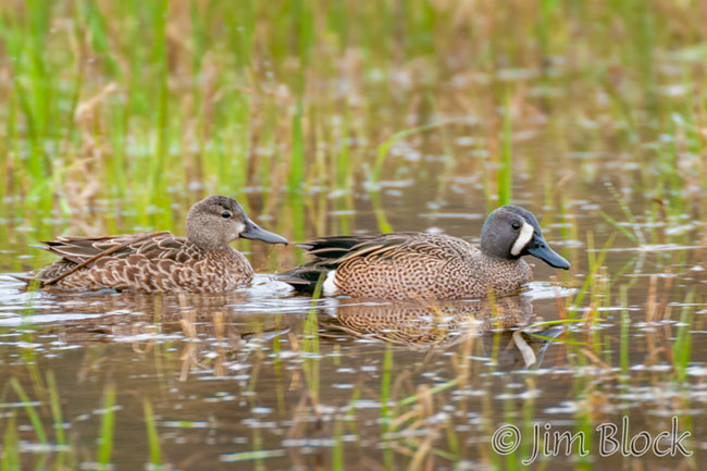 EH616O--Blue-winged-Teal