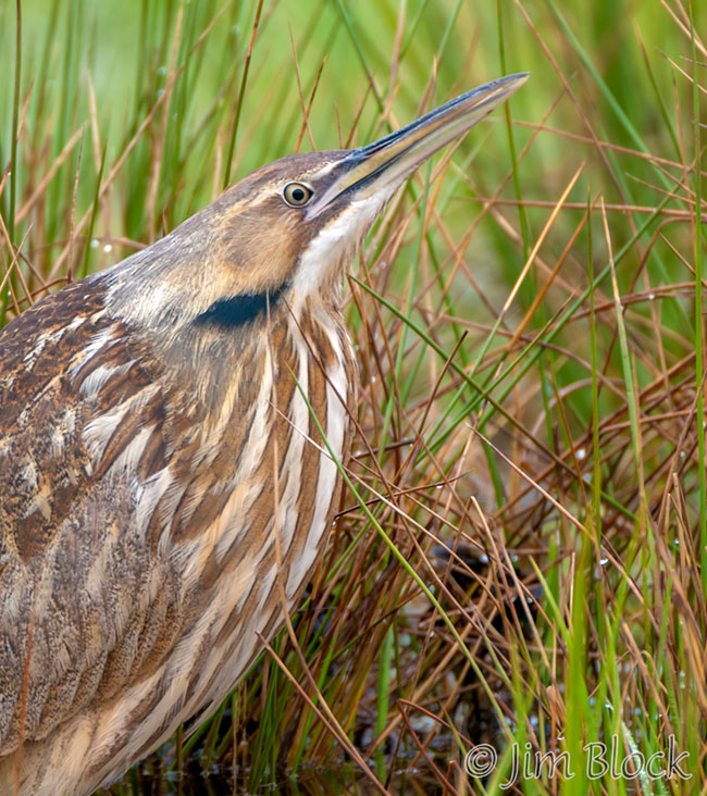 EH623U--American-Bittern