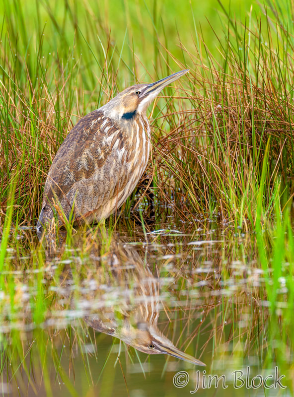EH627--American-Bittern-at-Campbell-Flats----Pan-(4)-crop