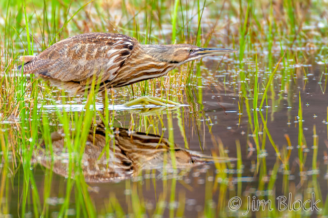 EH629K--American-Bittern