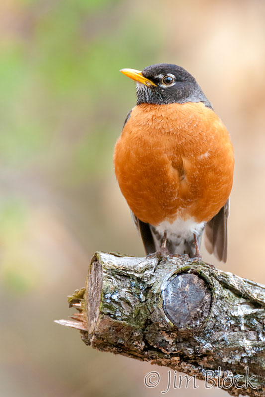 EH643D--American-Robin