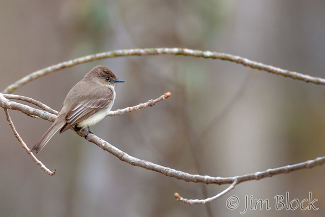 EH644B--Eastern-Phoebe