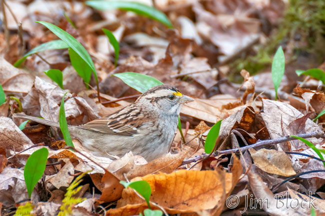 EH645F--White-throated-Sparrow