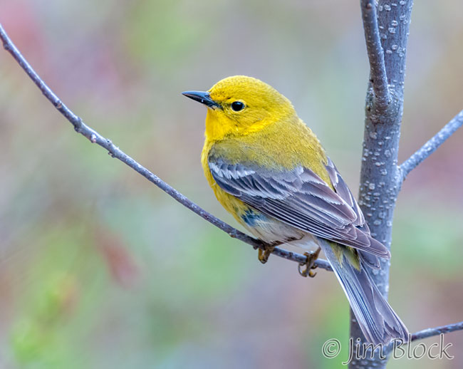 EH646E--Pine-Warbler